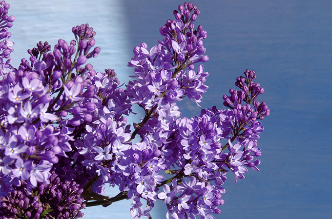 Background.Lilac.